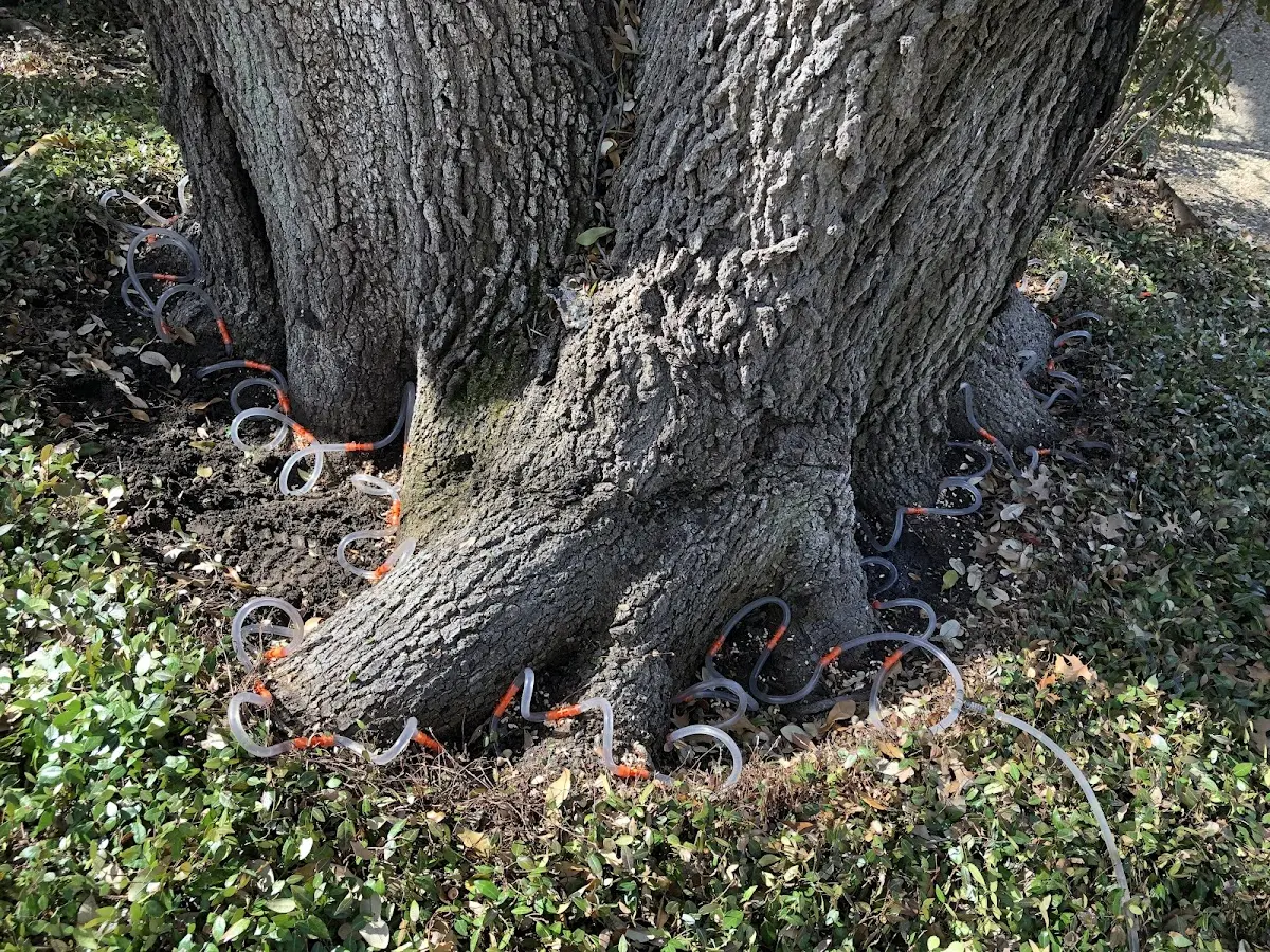 Detailed Tree Cabling and Bracing job site in East Hanover