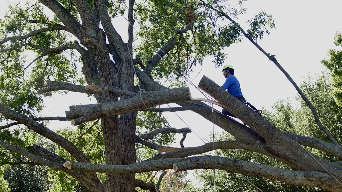 Professional Crown Thinning performed by certified arborists in East Hanover