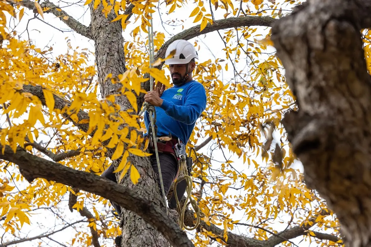 Skilled Tree Planting crew working in East Hanover